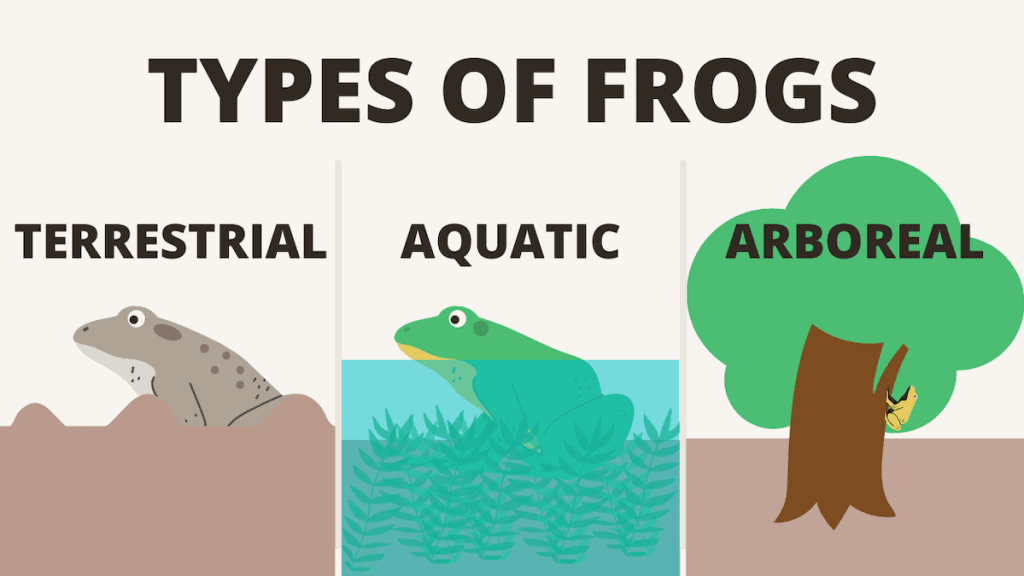 Types of Frogs min