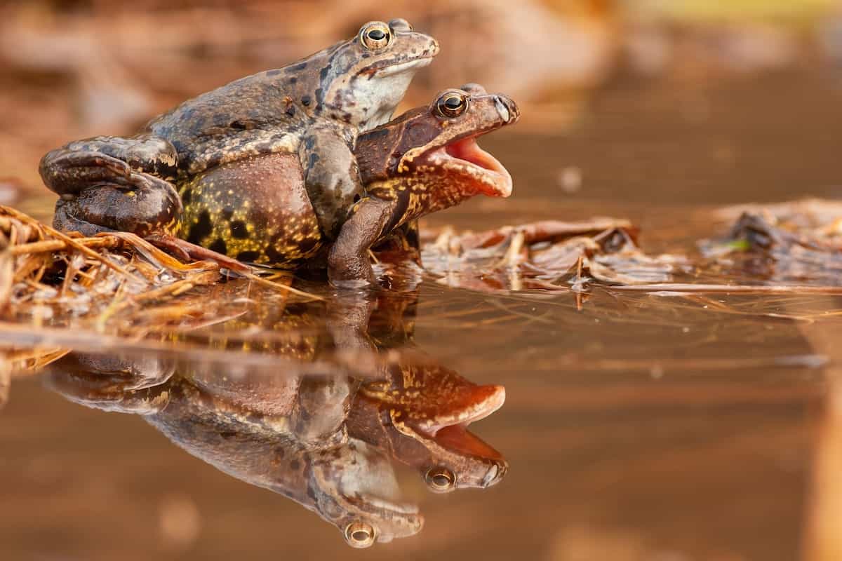Do Toads Cry? 
