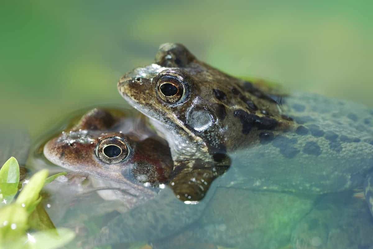 Are Frogs Really Gay? The Answer Will Surprise You