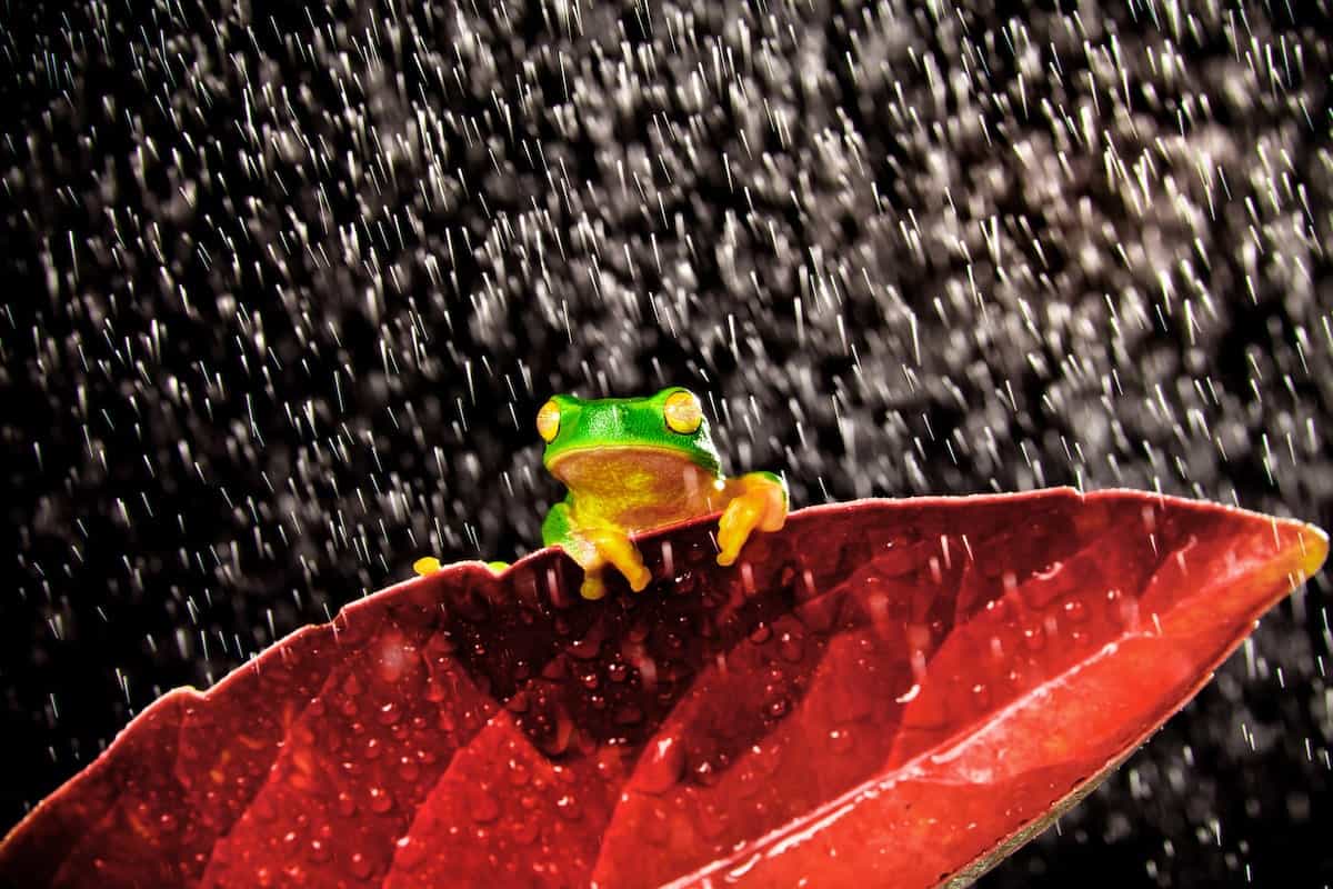 Frog Rain: Why It's Not Unusual For Frogs to Fall From The Sky!