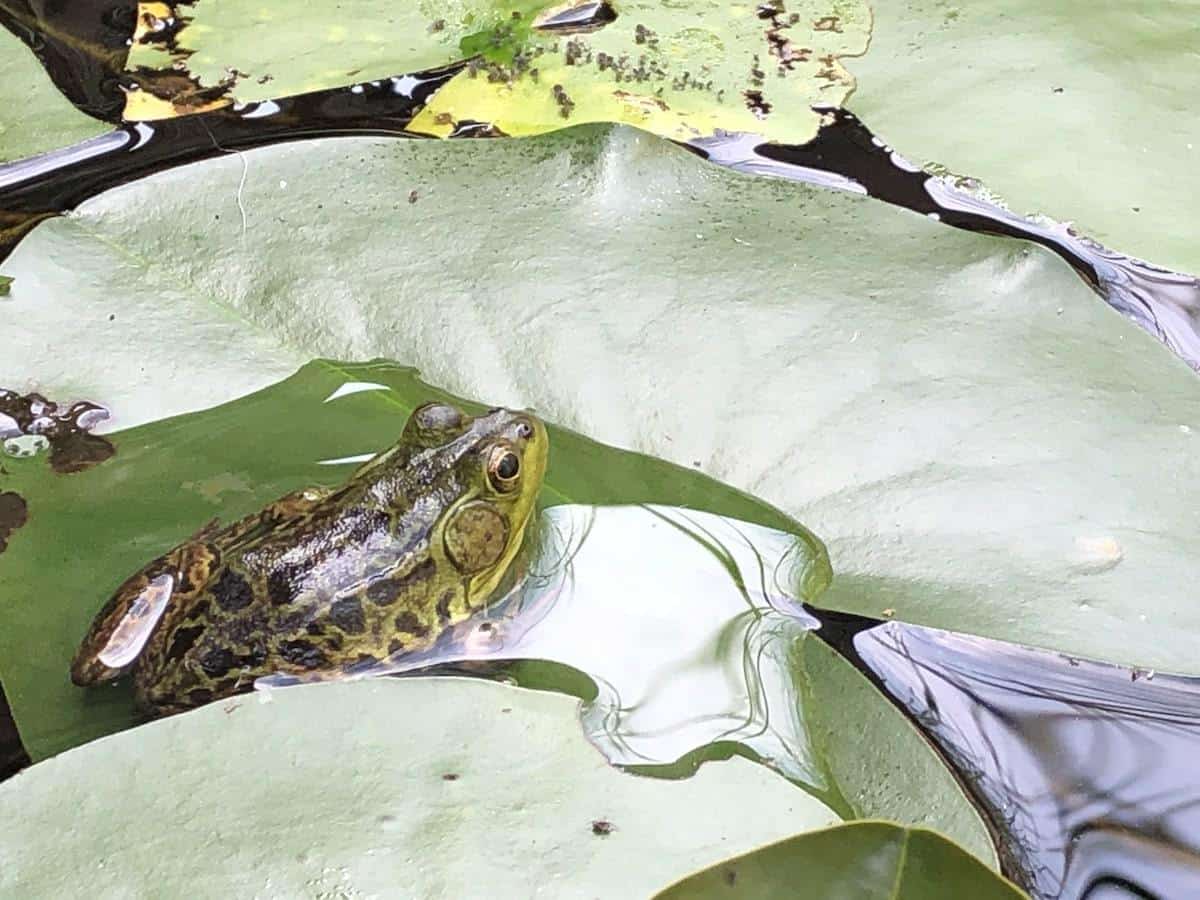 Are Frogs Cold-Blooded? (Surprising)