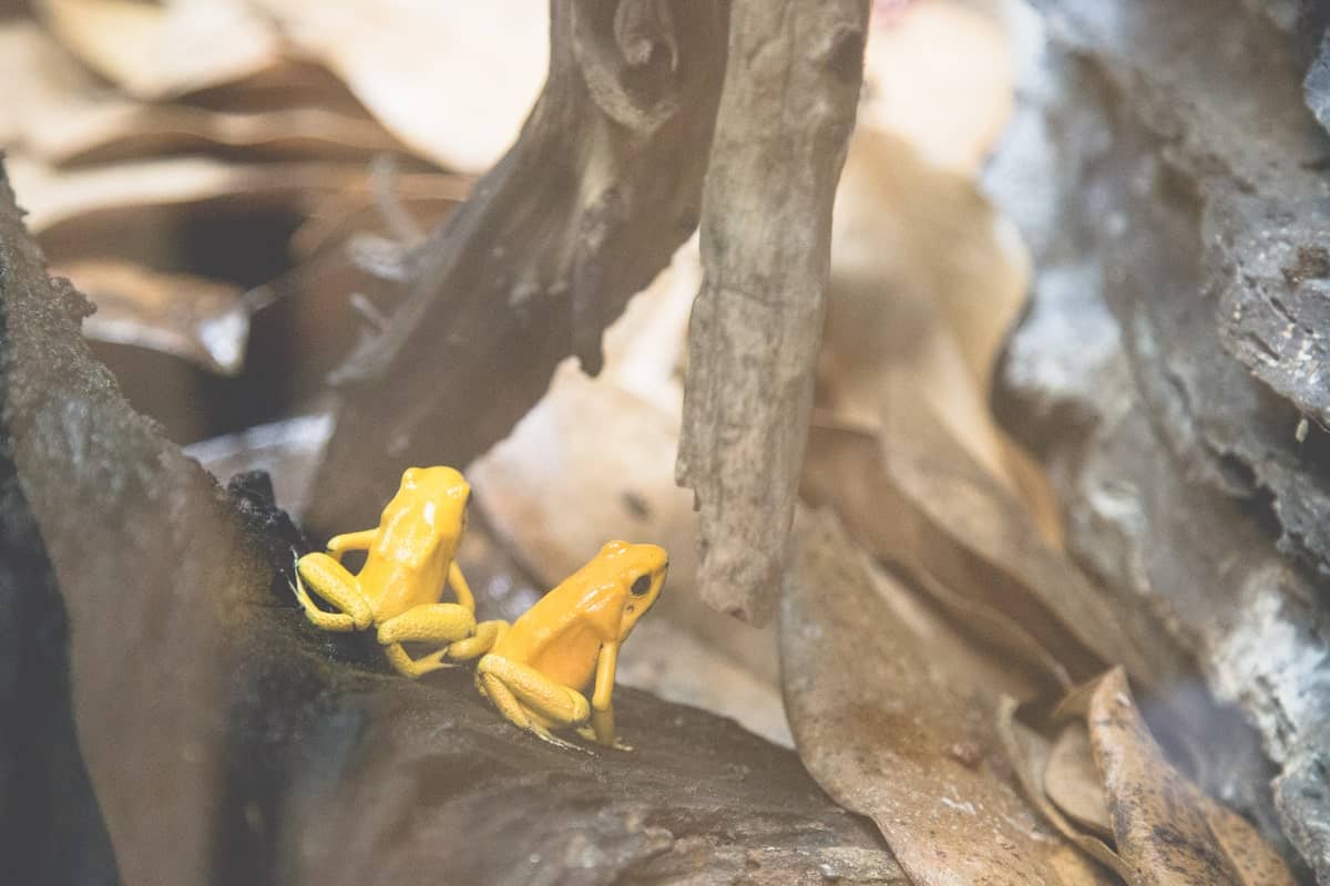 Myth Vs. Facts: Dart Frogs Swimming