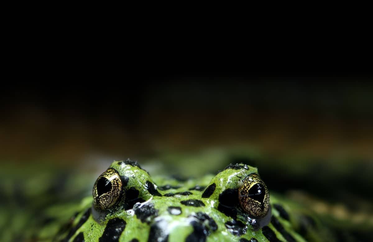 This is What To Do If A Frog Bites You | Toads N' Frogs