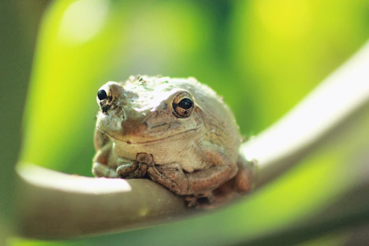 Can Frogs Feel Happy? [The Truth May Surprise You]