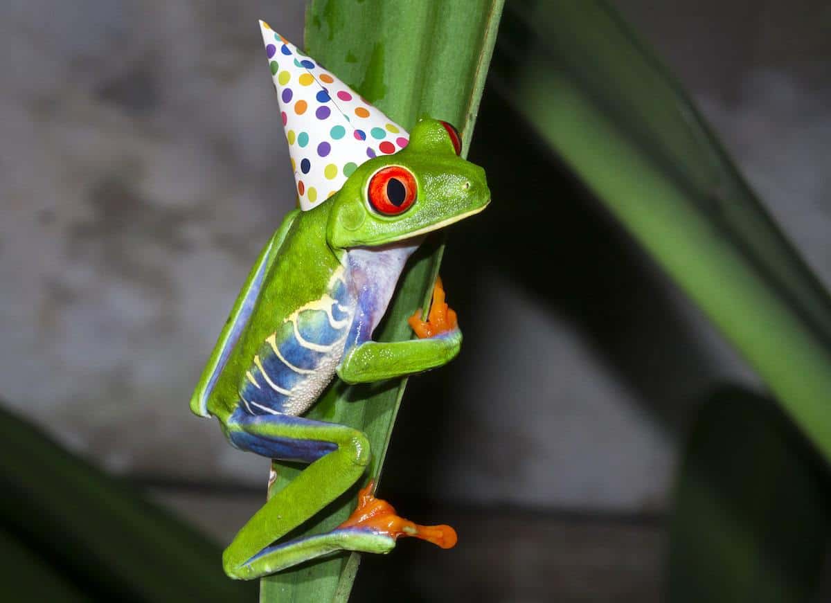 Frogs in Hats: What You Need to Know | Toads N' Frogs